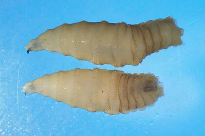 El gusano barrenador fue erradicado de Estados Unidos hace más de 40 años