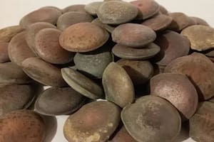 El haba de San Ignacio es poco conocido