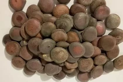 El haba de San Ignacio es un alimento beneficios en su justa medida