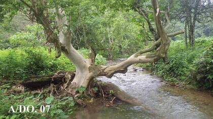 El hábitat de la Locha de río Duc