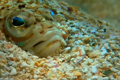 El hábitat del pez araña varía según la especie