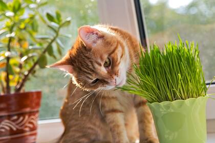 El hábito de comer hierba entre gatos y perros es extremadamente común, dicen los expertos