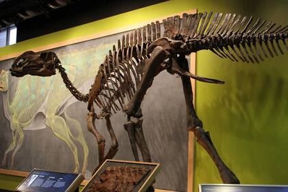 El Hadrosaurus foulkii fue un dinosaurio herbívoro que habitó América del Norte hace aproximadamente 80 millones de años (Wikipedia)