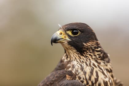 El halcón es el animal para los que nacieron entre el 7 de febrero y el 6 de marzo