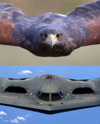 El halcón peregrino y el B-2