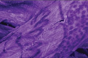 El hallazgo abre nuevas líneas de investigación antropológica (Foto: Antiquity)