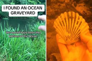 El hallazgo causó un revuelo grande en TikTok