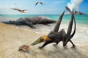 Identifican restos de un enigmático “dragón volador” del Jurásico