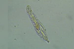 Descubren una superbacteria de 5000 años en el permafrost resistente a los antibióticos modernos