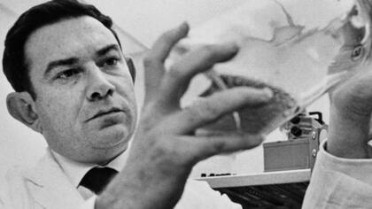 El hallazgo de Leonard Hayflick dejó consencuencias para el campo del cultivo celular y la producción de vacunas