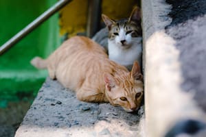El misterio de los gatos muertos que preocupa a los residentes de un vecindario de Miami