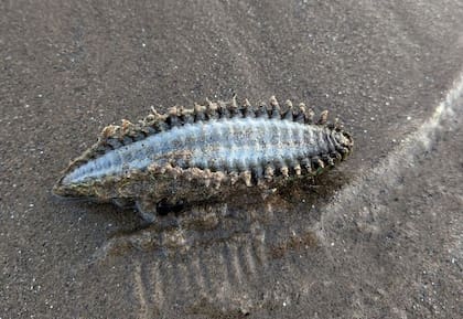 El hallazgo durante una caminata en la playa generó curiosidad y la incógnita fue resuelta por un especialista