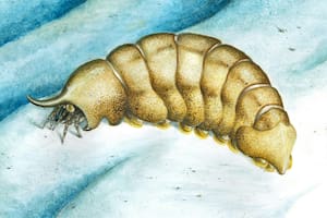 El hallazgo en un museo que pone en duda el colapso de la biodiversidad hace casi 500 millones de años