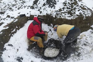 El hallazgo estuvo a cargo de un grupo de investigadores de la Facultad de Ciencias Naturales y Museo de la Universidad Nacional de La Plata