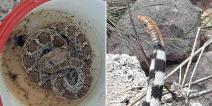El hallazgo fue difundido por la compañía estadounidense Rattlesnake Solutions