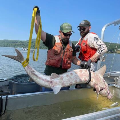El hallazgo fue realizado por el Programa del Estuario del río Hudson bajo un permiso de investigación otorgado por el Servicio Nacional de Pesquerías Marinas