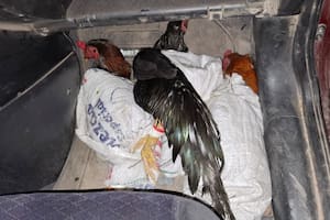 La Gendarmería Nacional rescató 8 gallos destinados a la riña ilegal
