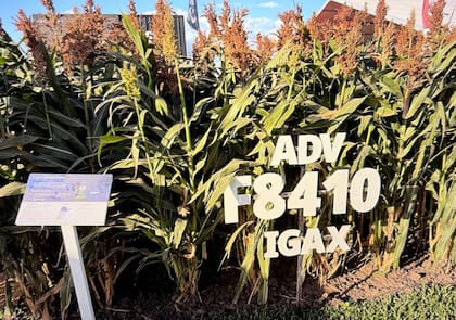 El hallazgo permite avanzar en híbridos de sorgo más tolerantes al brotado precosecha, un problema que puede generar pérdidas de hasta el 30% del rinde