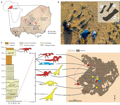 El hallazgo planteó nuevos interrogantes para los palentólogos (Foto: Paul Sereno)