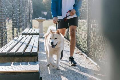 El hallazgo podría tener importantes aplicaciones en el entrenamiento de perros que ayuden a personas que padecen ansiedad o estrés postraumático