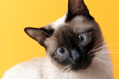 El hallazgo se dio semanas después, mientras Ruff intentaba rescatar a su gato de 16 años