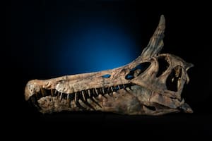 Hallan una nueva especie y una hipótesis apunta a que se trató de un dragón