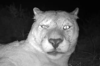 Dejó la cámara prendida en medio de la selva patagónica chilena y cuando vio las imágenes se quedó sin palabras
