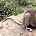 Un nuevo caso de hantavirus enciende las alarmas en Chubut