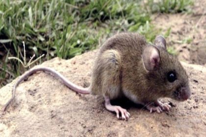 El principal transmisor del hantavirus es el ratón colilargo