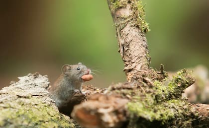 El hantavirus es una enfermedad viral aguda grave, a menudo mortal, transmitida a los humanos por roedores silvestres, principalmente el ratón colilargo, a través de su saliva, heces y orina