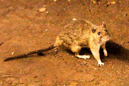 El hantavirus es una enfermedad viral aguda grave, a menudo mortal, transmitida a los humanos por roedores silvestres, principalmente el ratón colilargo, a través de su saliva, heces y orina