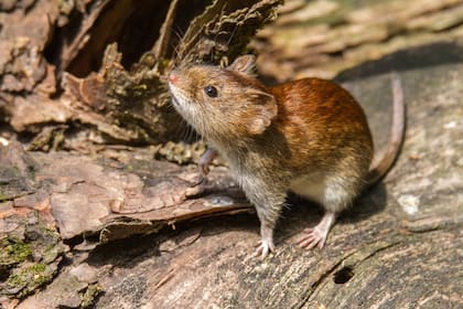 El hantavirus es una infección viral aguda grave, a menudo mortal, transmitida a los humanos por roedores silvestres, principalmente el ratón colilargo, a través de su saliva, heces y orina