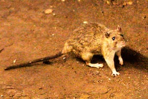 Un hombre está internado con hantavirus en Bariloche: su esposa e hijo permanecen aislados