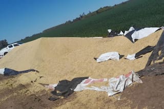 Entraron a un campo y se llevaron soja por $8 millones