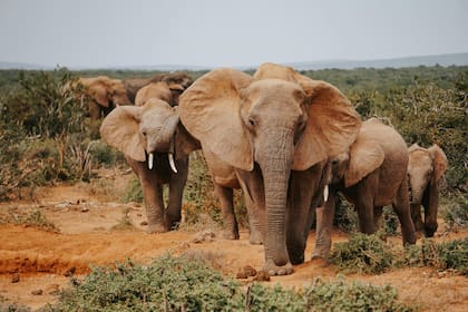 El hecho ocurrió en el Parque Nacional de South Luangwa, una de las mayores reservas de vida silvestre de África (Imagen ilustrativa)
