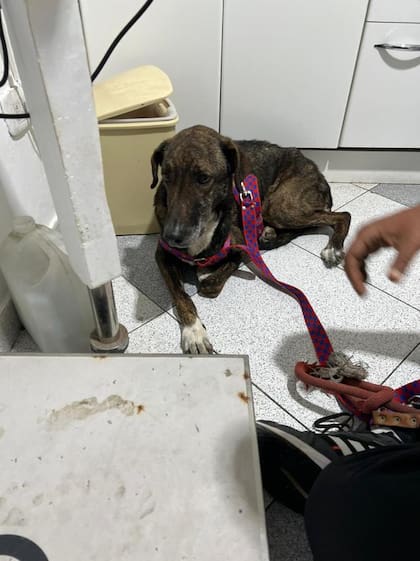 El hemograma que le realizaron a Laika en la veterinaria El Mister, en San Bartolo, reveló que la perrita tiene erliquiosis canina