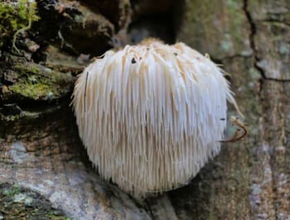 El Hericium erinaceus activa factores que estimulan la regeneración neuronal en el hipocampo.