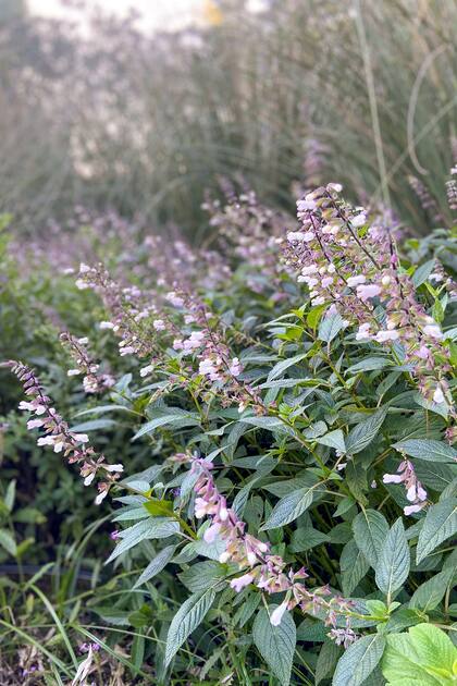 El híbrido Salvia ‘Waverly’.