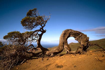 Las sabinas torcidas por el viento se han convertido en un símbolo de la isla.