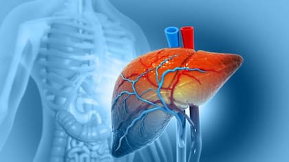 El hígado es el encargado de la descomposición de grasas en los alimentos