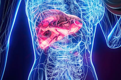 El hígado es uno de los órganos que más involucrado está en el metabolismo de las bebidas que se ingieren