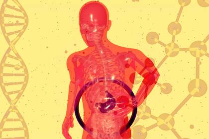 El hígado procesa todos los alimentos que consumimos