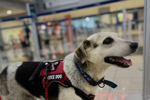 Lo abandonaron envuelto en un trapo y, ocho años después, un estruendo lo alejó de quienes lo habían rescatado:
