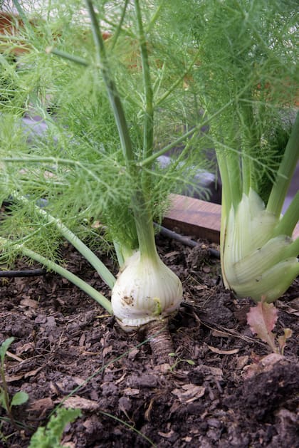 El hinojo funciona como planta protectora para evitar plagas en la huerta