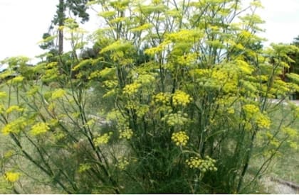 El hinojo silvestre o cultivado es un excelente alimento humano y también como planta medicinal (aceites esenciales y como antioxidante)