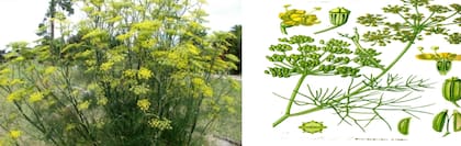 El hinojo tiene hojas aciculares (como agujas) y flores pequeñas y amarillas