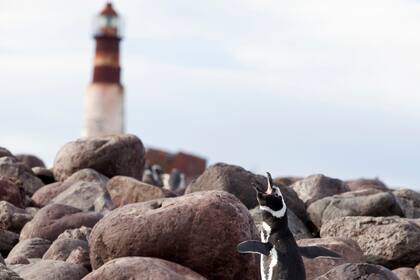 El histórico faro de la Isla Pingüino