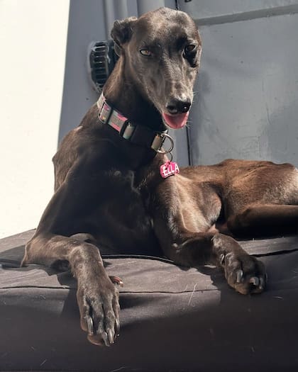 El hombre devolvió a la perra cinco horas después.