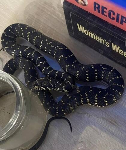 El hombre ha difundido su historia como una advertencia sobre los peligros de manipular serpientes. Fuente: facebook/southern highlands snake catcher