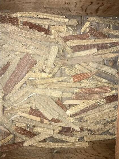 El hombre halló 150 piezas de maíz en el suelo de la propiedad